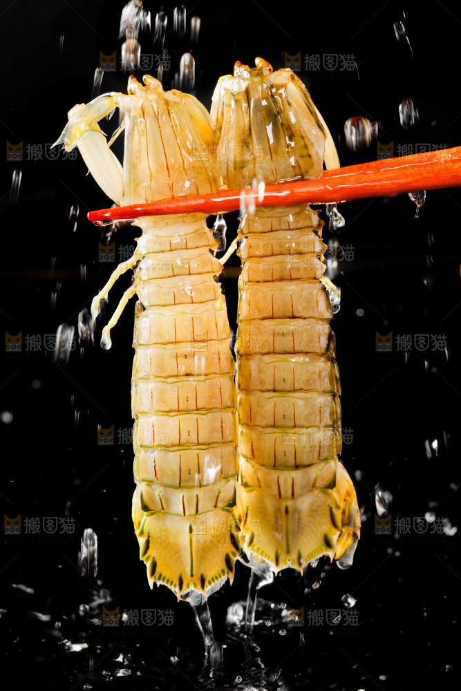 筷子上夹着虾姑