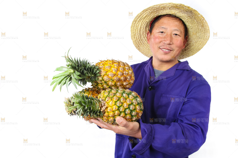 农民手里拿着香水菠萝