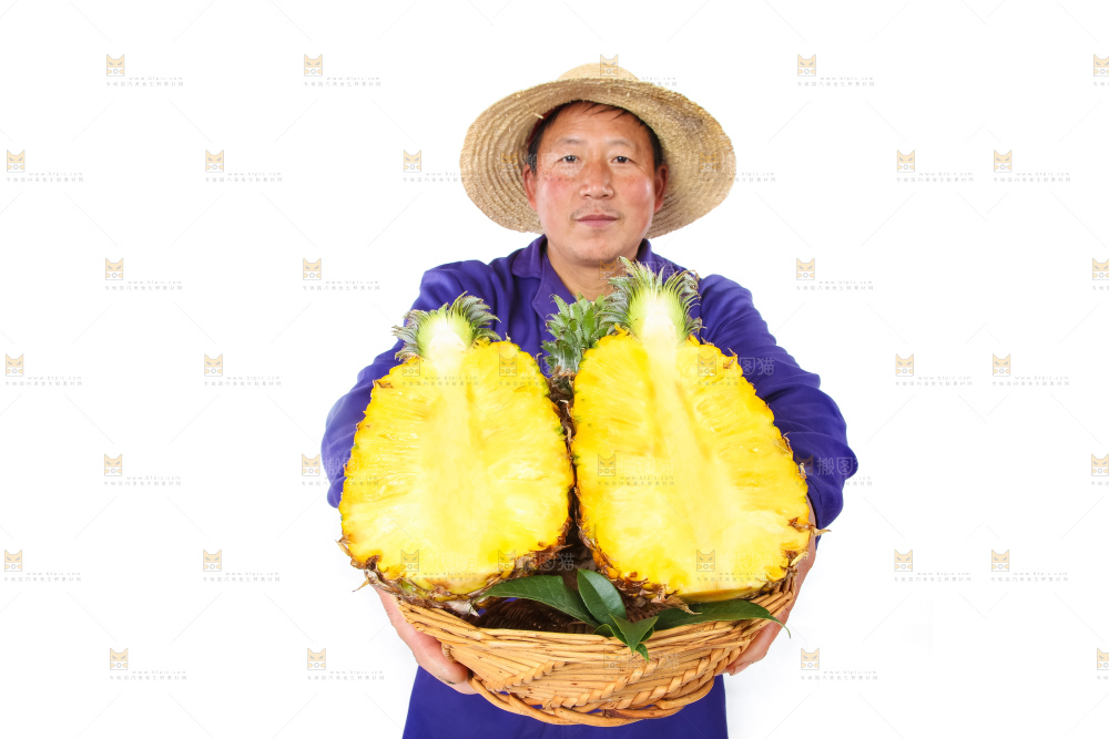 农民手里拿着香水菠萝