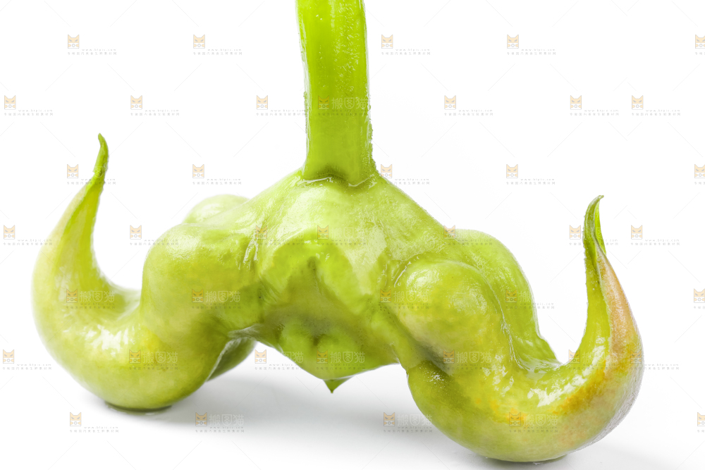 浅底上的新鲜菱角