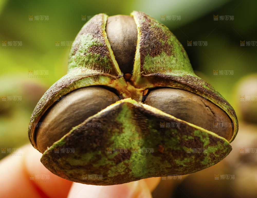 手里拿着新鲜茶树果
