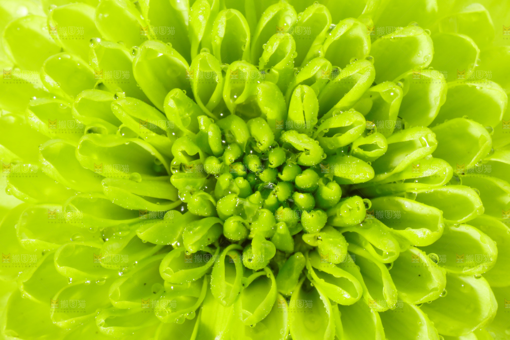 白底上放着绿色绣球菊
