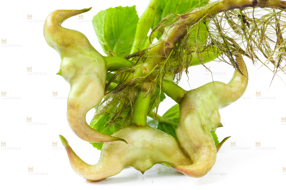 浅底上的新鲜菱角