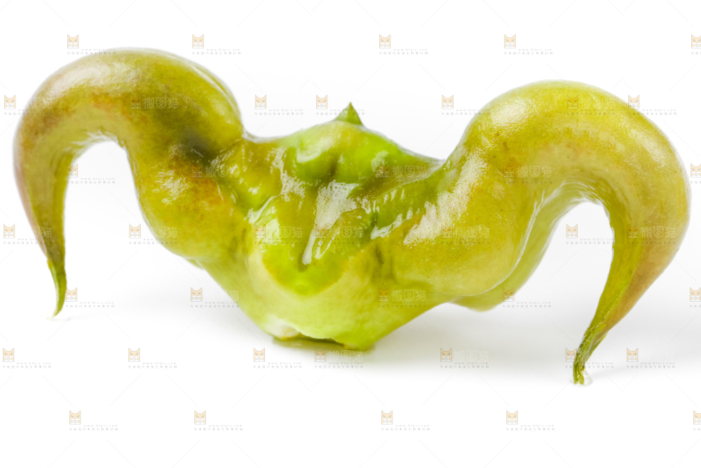 白底上放着洪湖菱角