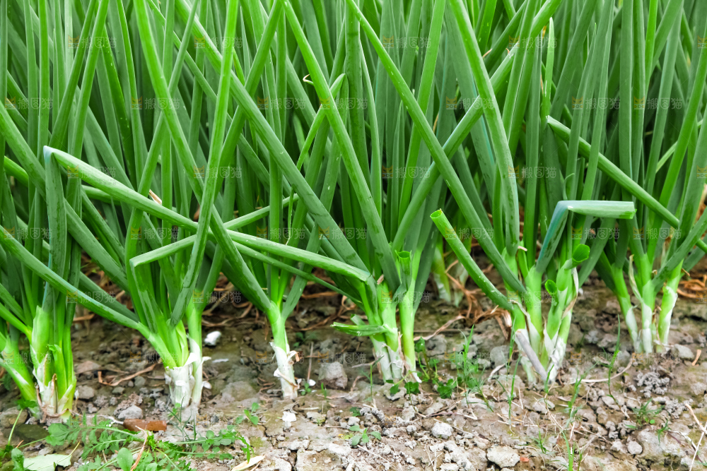 地里长着小葱