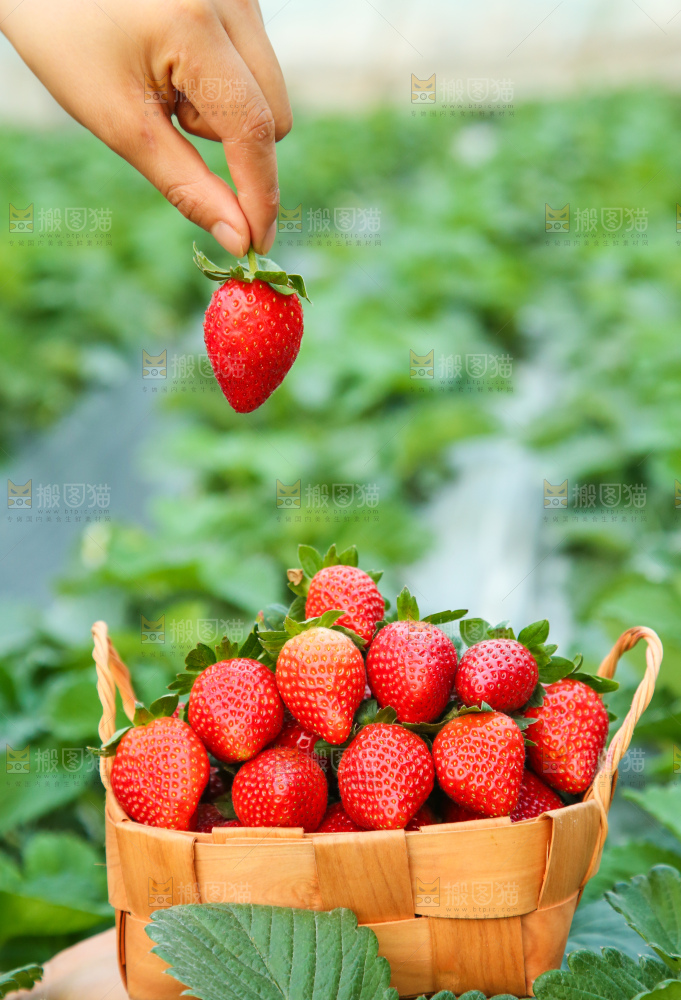 牛奶草莓