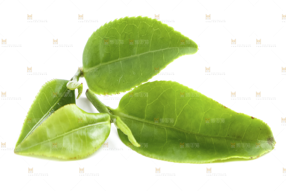白底上的茶叶
