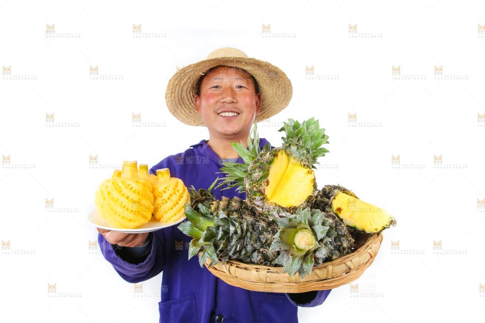 农民手里拿着泰国小菠萝