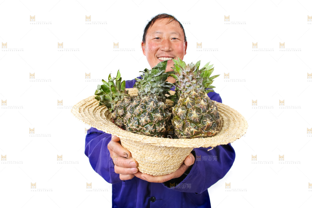 农民手里拿着泰国小菠萝