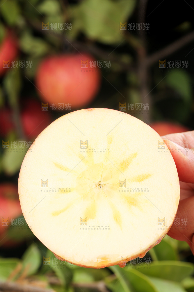 手里拿着阿克苏冰糖心苹果