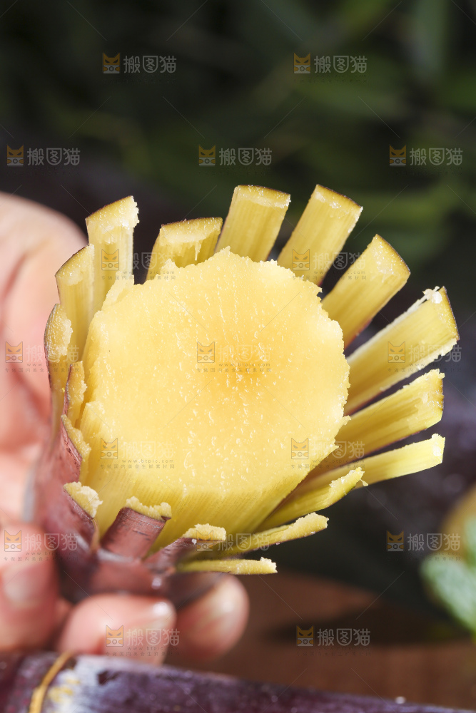 手里拿着新鲜甘蔗
