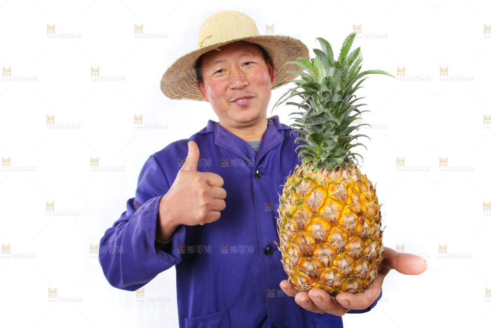 农民手里拿着香水菠萝