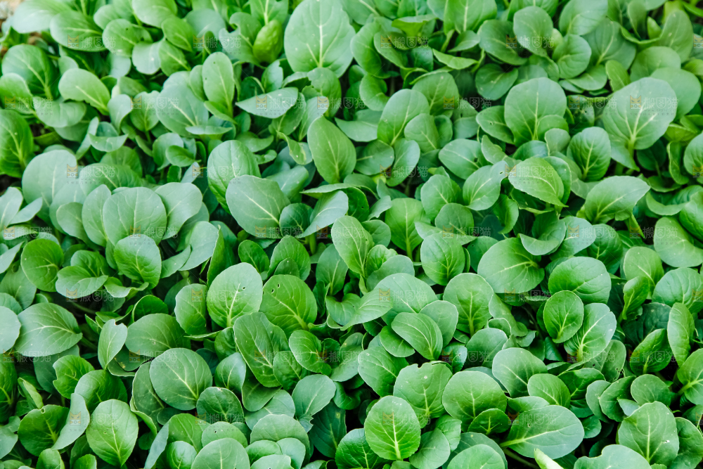 地里种着蔬菜