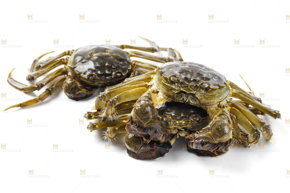浅底上的鲜活螃蟹