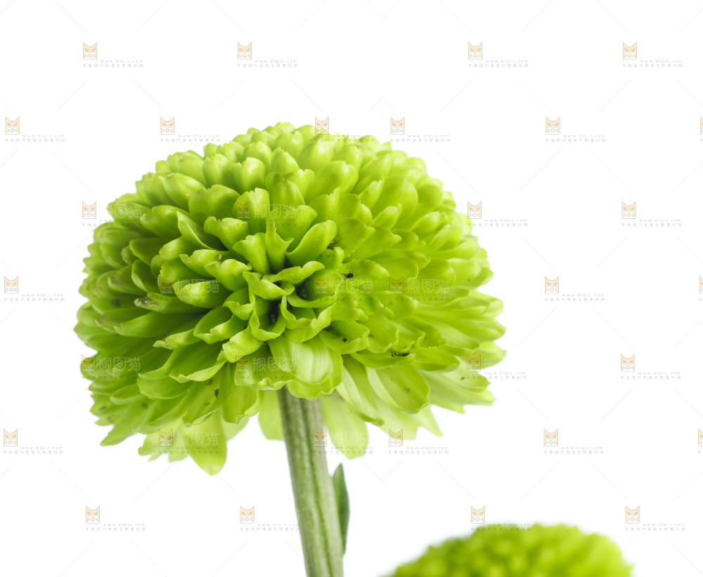 白底上放着绿色绣球菊