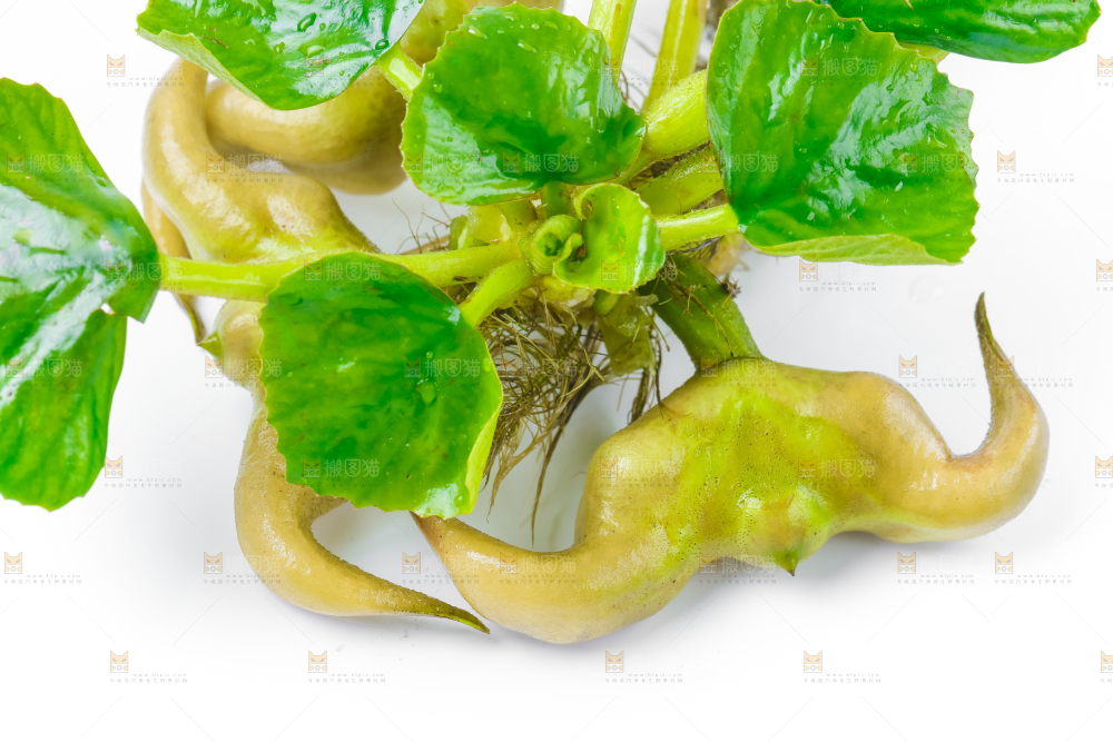 浅底上的新鲜菱角