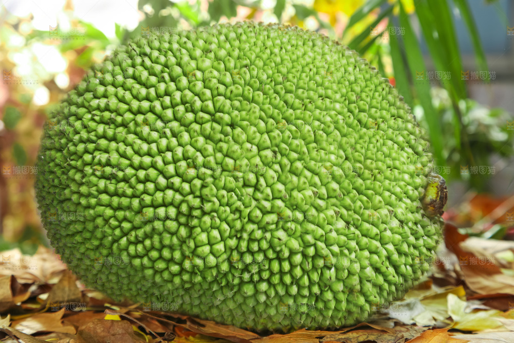 浅底上的泰国红心菠萝蜜