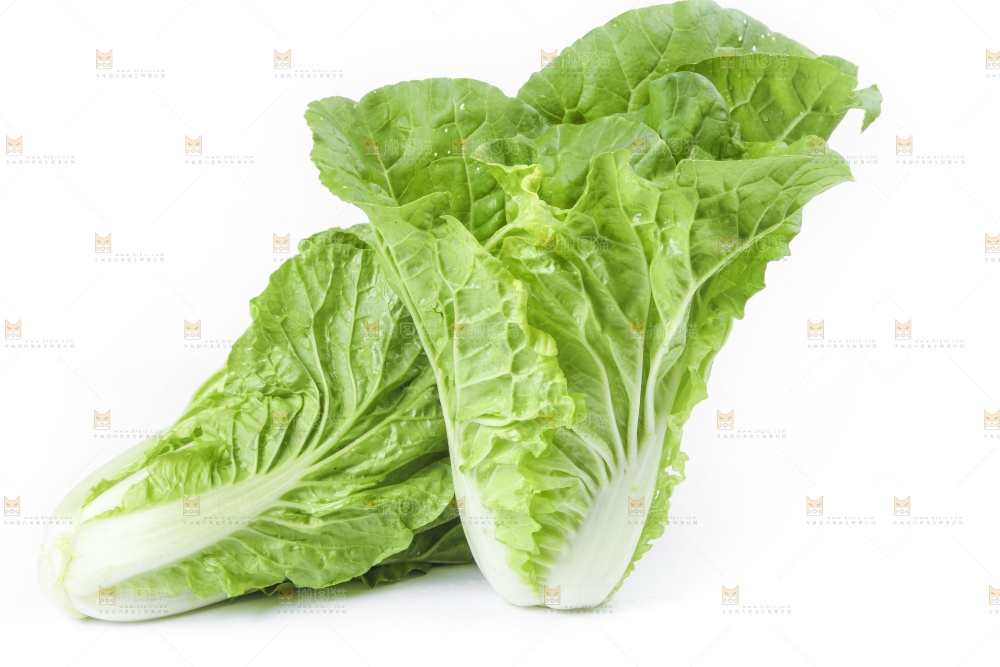 白底上放着大白菜