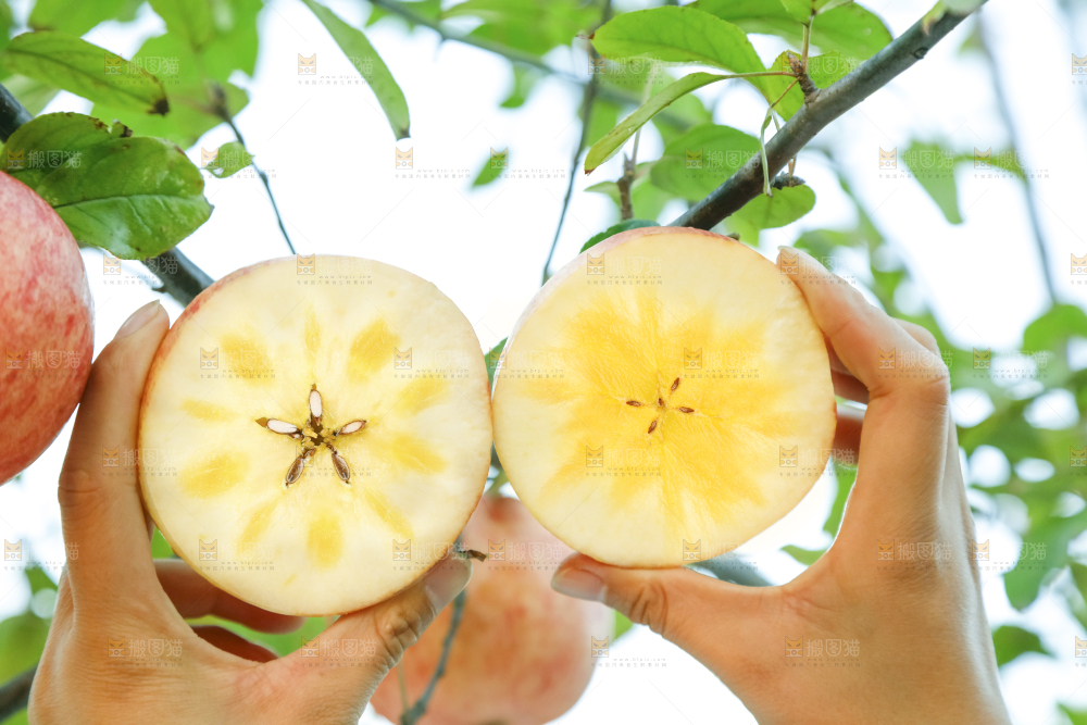 手里拿着新疆冰糖心苹果