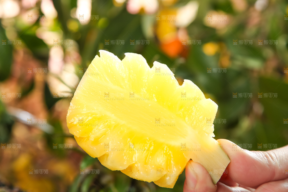 手里拿着新鲜小菠萝