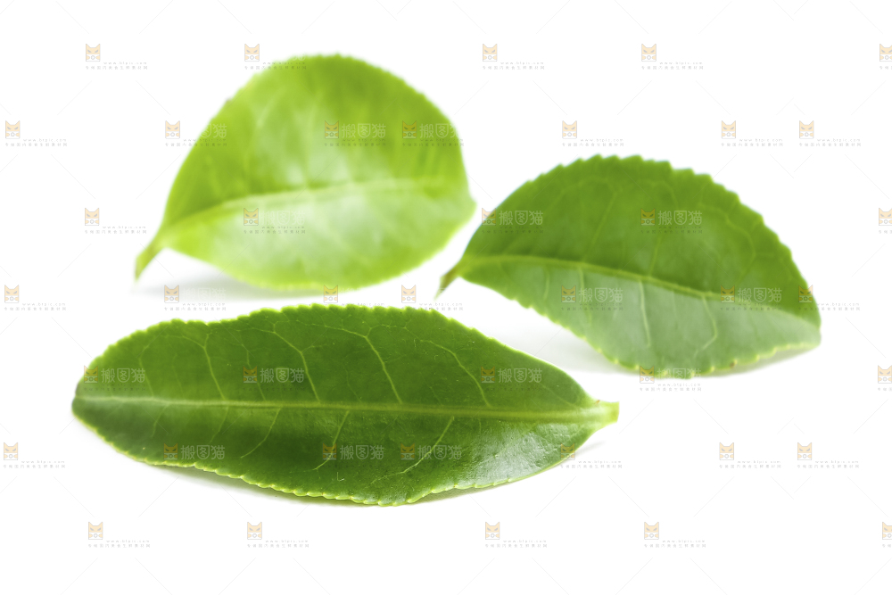 白底上的茶叶