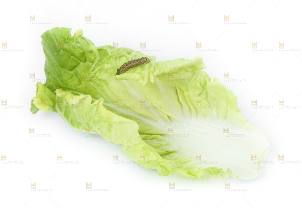 白底上放着大白菜