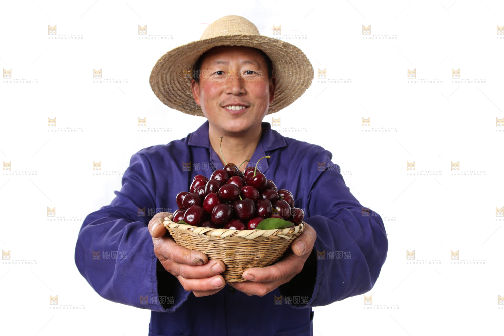 篮子里装着智利车厘子