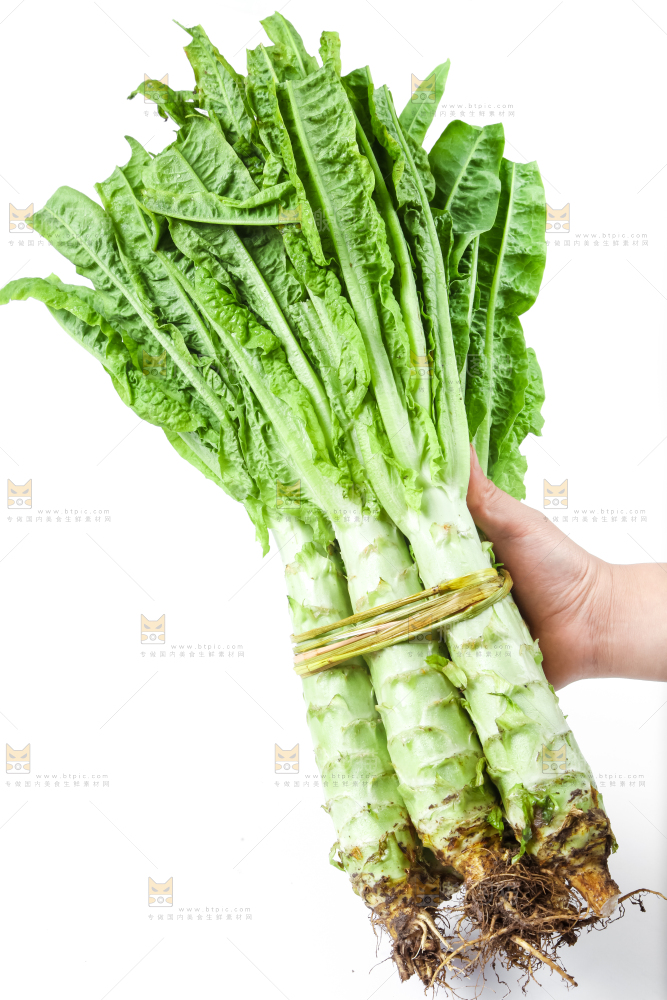白底上的莴笋