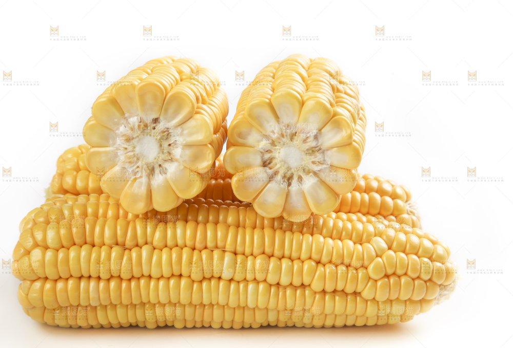 白底上的新鲜玉米