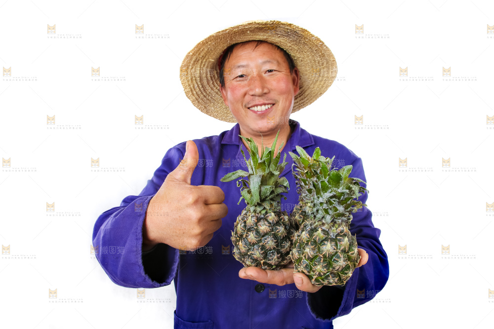 农民手里拿着泰国小菠萝