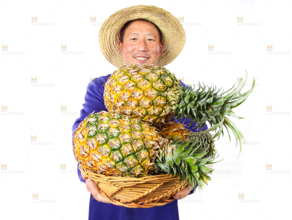 农民手里拿着香水菠萝