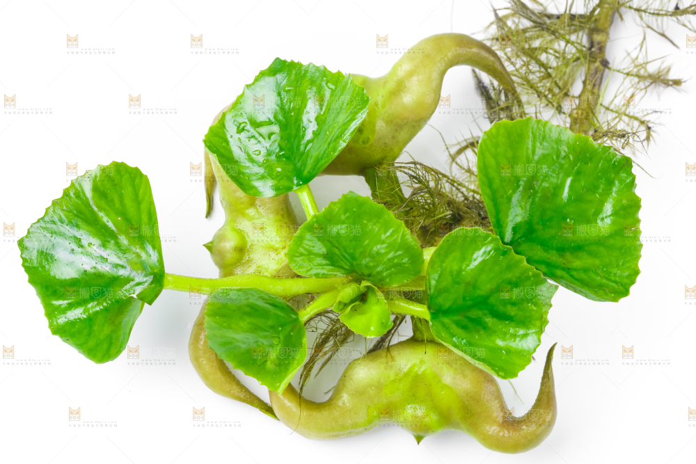 浅底上的新鲜菱角