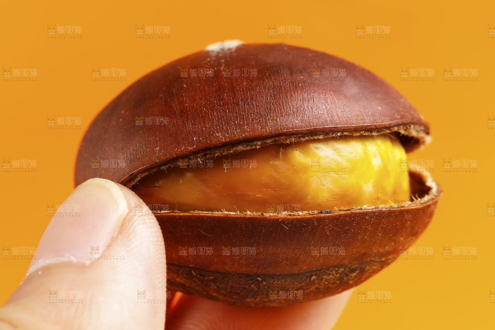 黄底上的迁西板栗