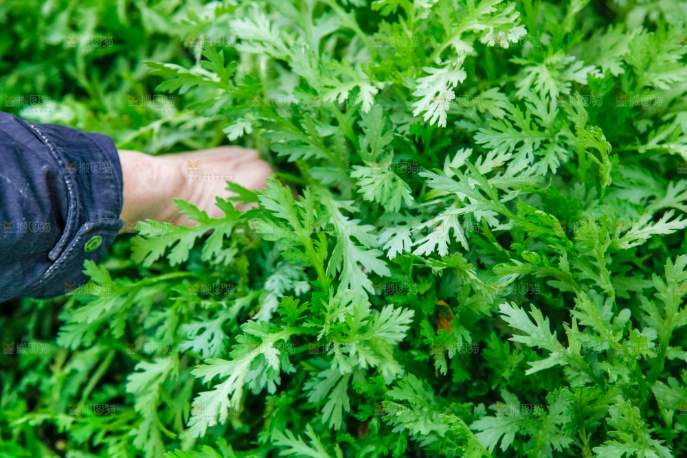 地里种着蔬菜