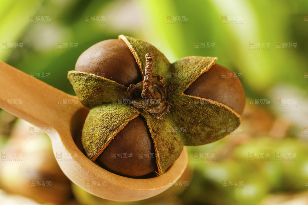 深底上的茶树果