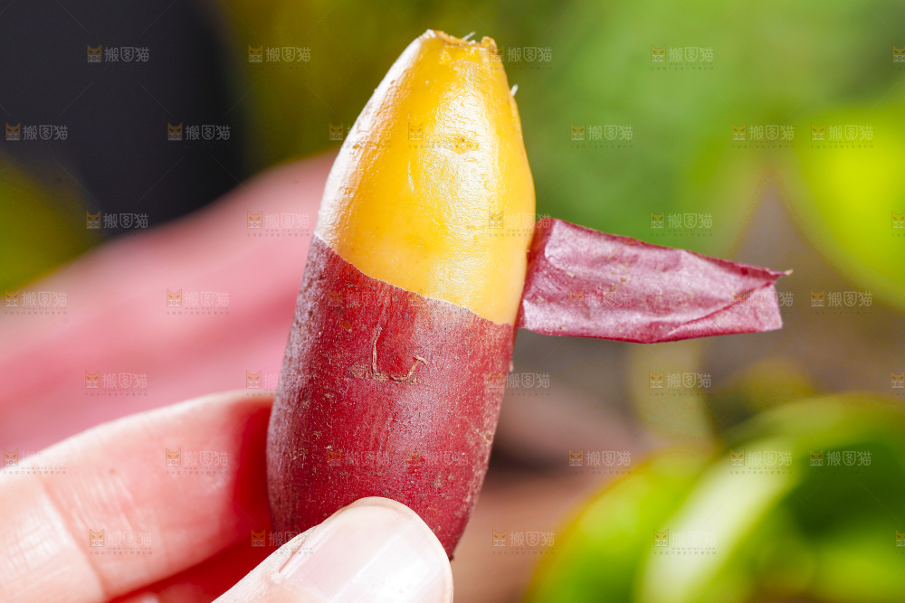 小香薯