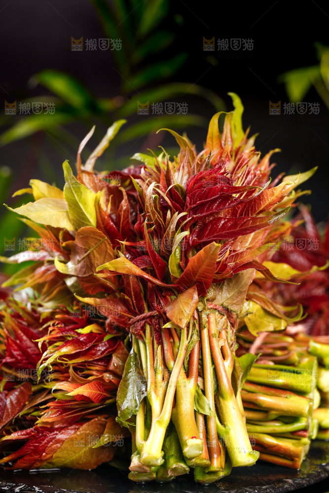 深底上放着香椿芽