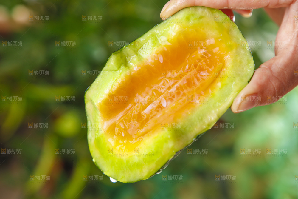 手里拿着博洋香瓜