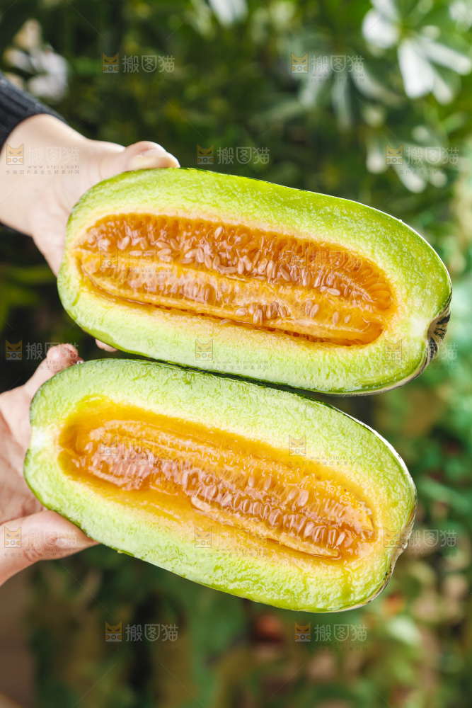手里拿着博洋香瓜