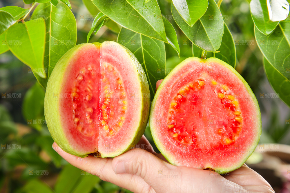 手里拿着红心番石榴