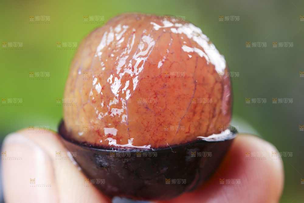 手里着黑提子