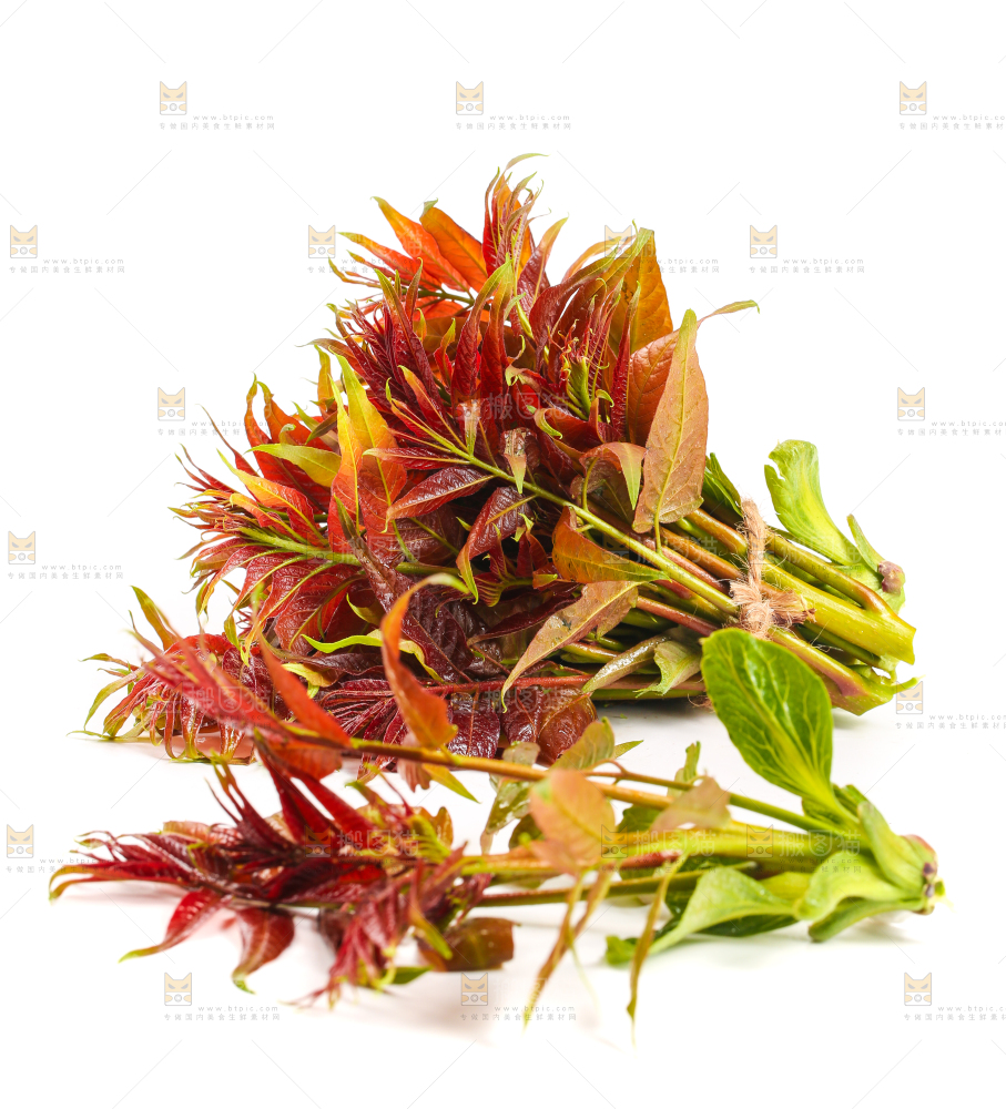 白底上摆放着香椿芽