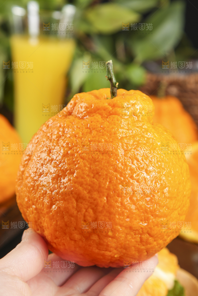 手里拿着不知火柑橘