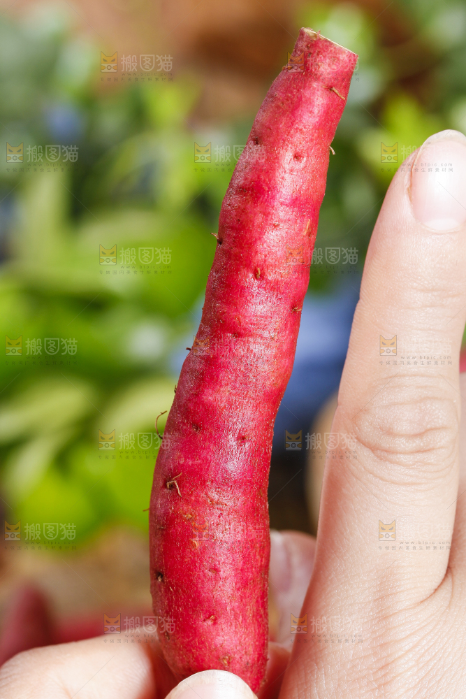 手里拿着小蜜薯