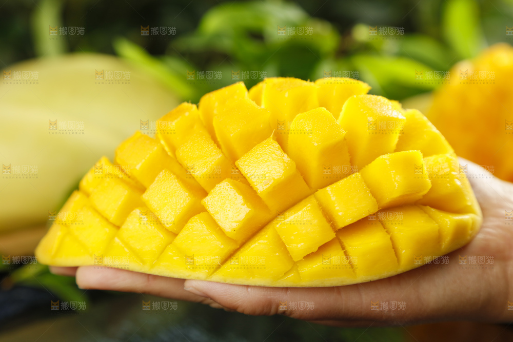 金煌芒