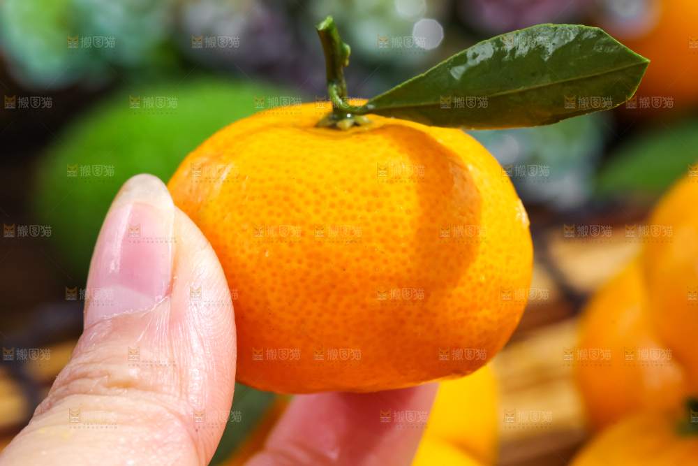 手里拿着小蜜橘