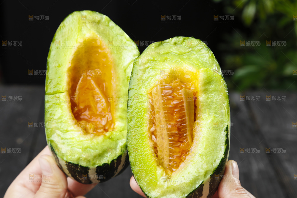 手里拿着博洋9号甜瓜