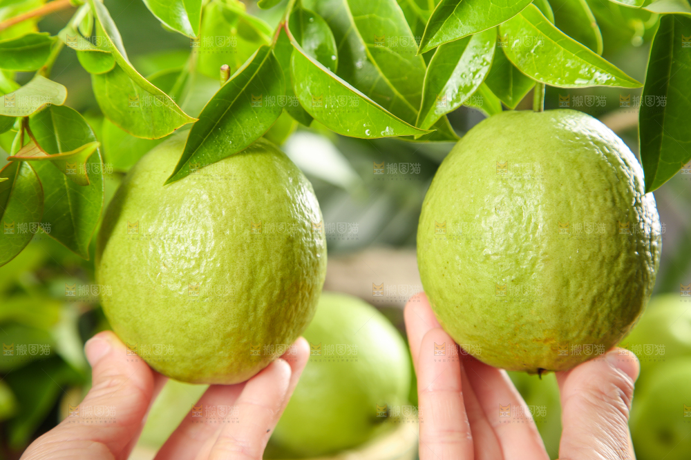 手里拿着红心番石榴