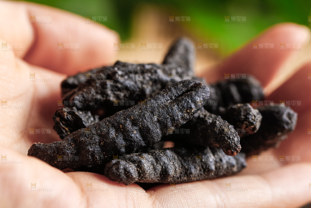 手里拿着干海参