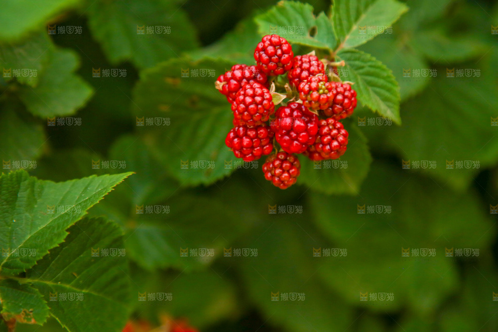 树上的新鲜树莓